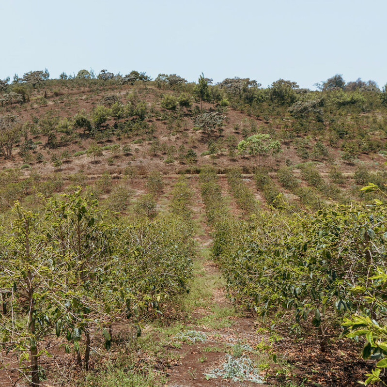 Tanzánie – Acacia Hills | Kvalitní káva na espresso